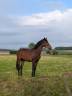 Potro BWP Caballo de Sangre Belga En venta 2024 Bayo por FOREVER D'ARCO TER LINDEN