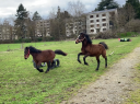 Caballo entero Connemara En venta 2024 Bayo por Ramond la Verchere