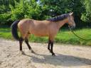 Caballo castrado Connemara En venta 2020 Isabelo
