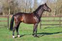 Caballo castrado Holsteiner En venta 2020 Bayo por Q-OXFORED QUALITY