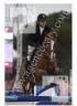 Caballo castrado PFS Poni Fran&ccedil;&eacute;s de Silla En venta 2011 Alaz&aacute;n por MEEPING CHA DE FLORYS