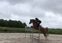 Caballo castrado PFS Poni Fran&ccedil;&eacute;s de Silla En venta 2011 Alaz&aacute;n por MEEPING CHA DE FLORYS