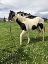 Potro Paint Horse 