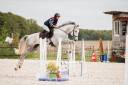 Caballo castrado Caballo de Deporte Irland&eacute;s En venta 2022 Tordo por Don vhp z