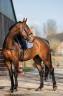 Yegua KWPN Caballo de Deporte Neerland&eacute;s En venta 2022 Bocifuego por Giano