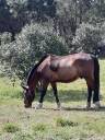 Caballo castrado Trot&oacute;n Franc&eacute;s En venta 2010 Bayo