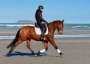 Caballo castrado Lusitano En venta 2019 Bayo