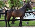 Caballo castrado Westfaliano En venta 2022 Bayo moreno