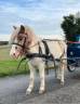 Caballo castrado Shetland En venta 2023 P&iacute;o