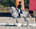 Caballo castrado Zangersheide En venta 2018 Tordo