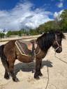 Caballo castrado Shetland En venta 2024 Bayo por Cromignon d&rsquo;Alix
