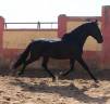 Caballo entero PRE Pura Raza Espa&ntilde;ola En venta 2021 Negro