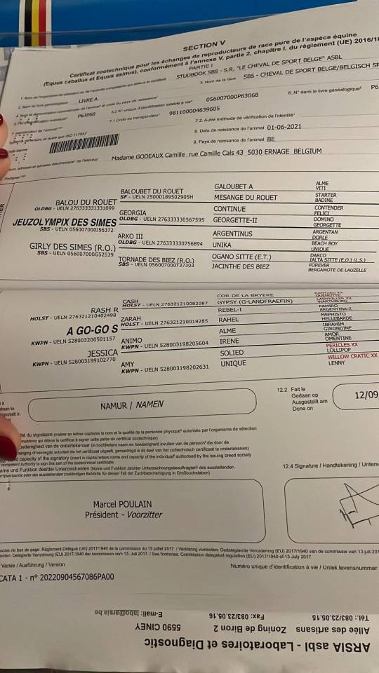 Caballo castrado sBs Caballo de Deporte Belga En venta 2021 Bayo