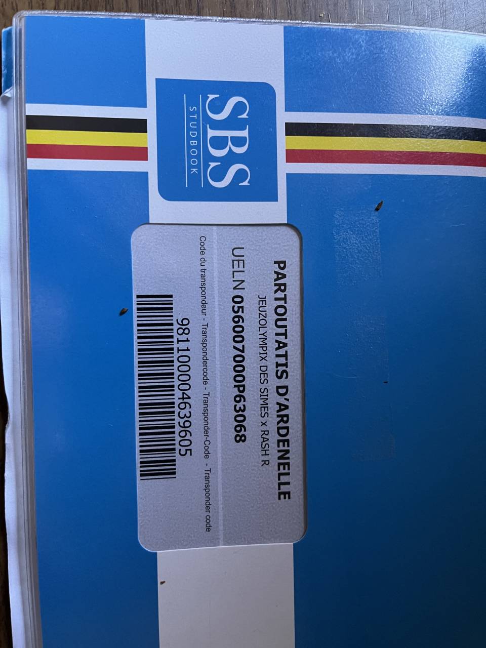 Caballo castrado sBs Caballo de Deporte Belga En venta 2021 Bayo