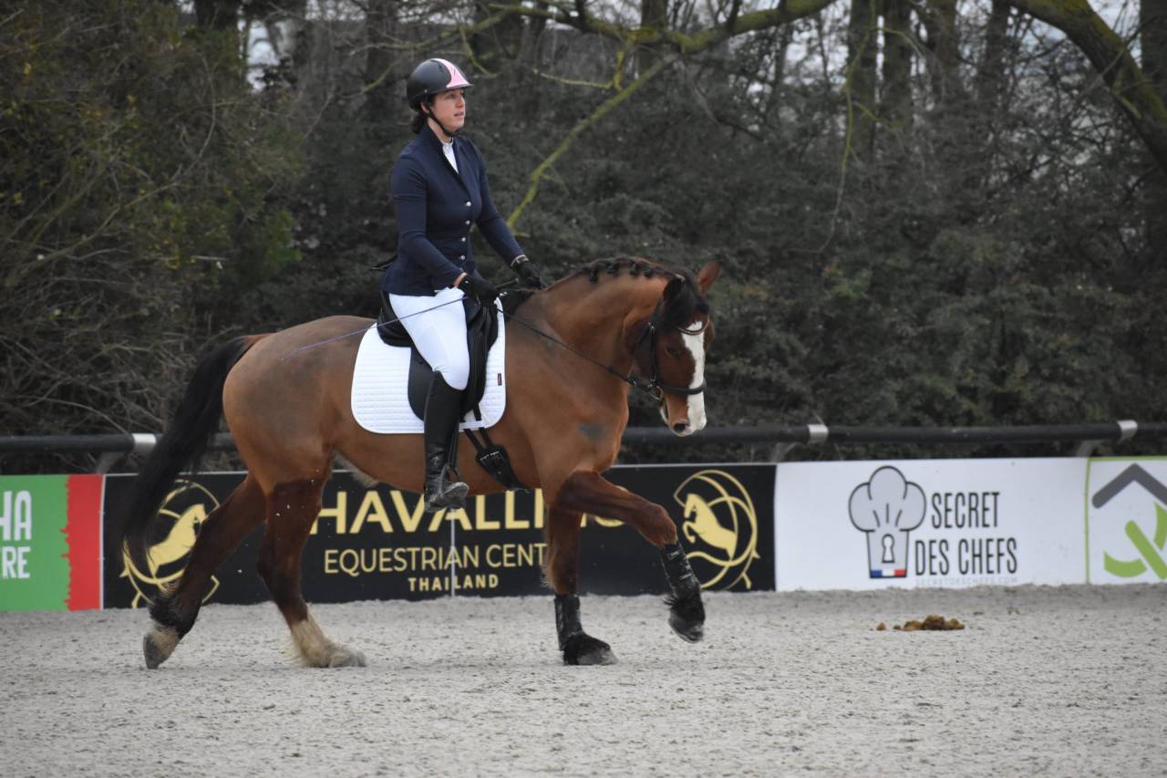 Caballo castrado Franca-Monta&ntilde;a En venta 2020 Bayo