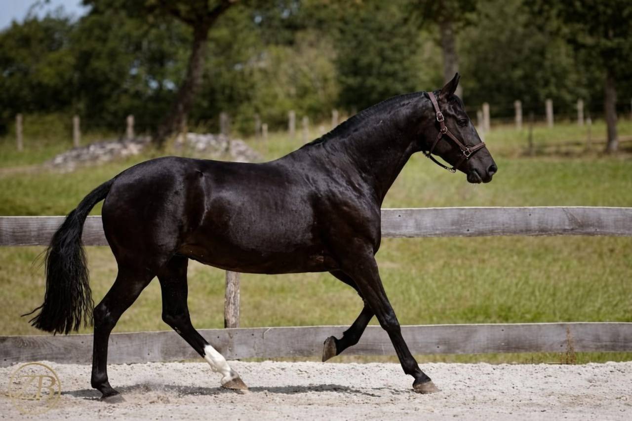Yegua PRE Pura Raza Espa&ntilde;ola En venta 2018 Negro