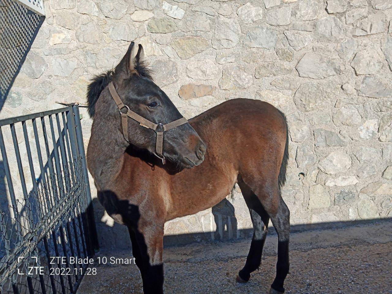 CABALLO ANDALUZ P.R.E DE MOVIMIENTOS ESPECTACULARES 