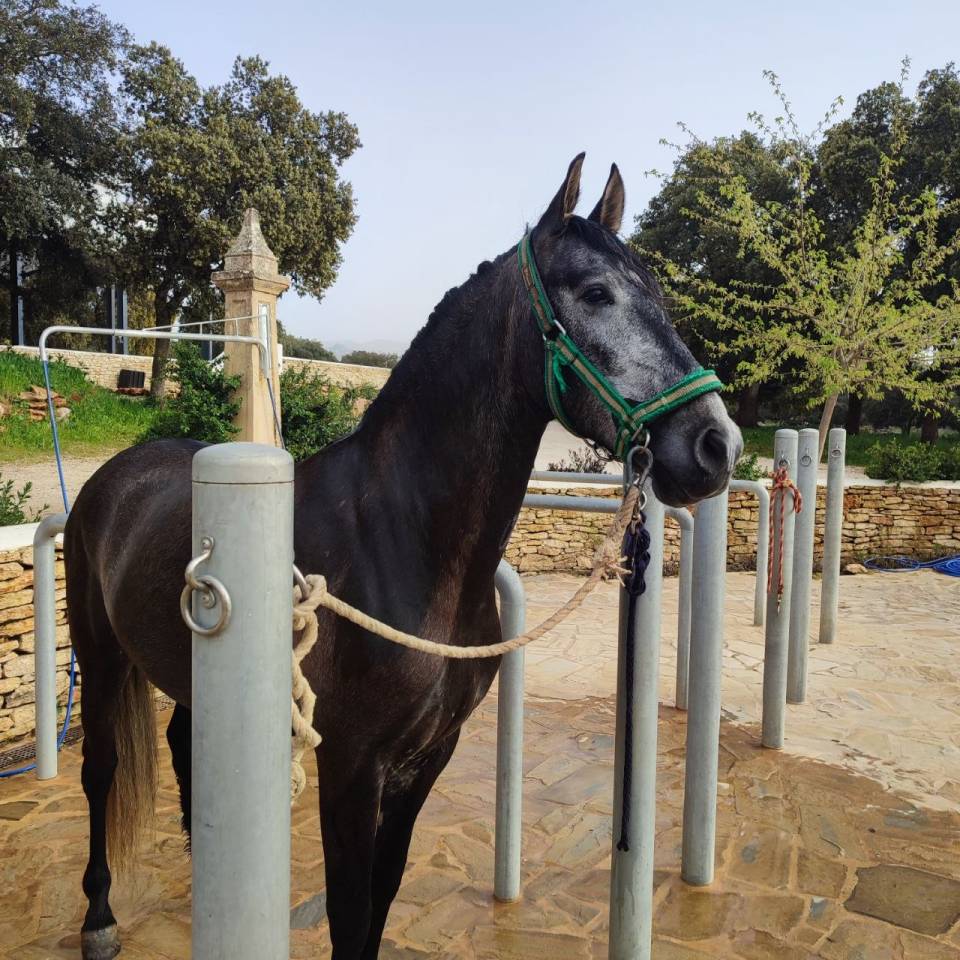 CABALLO ANDALUZ P.R.E DE MOVIMIENTOS ESPECTACULARES 