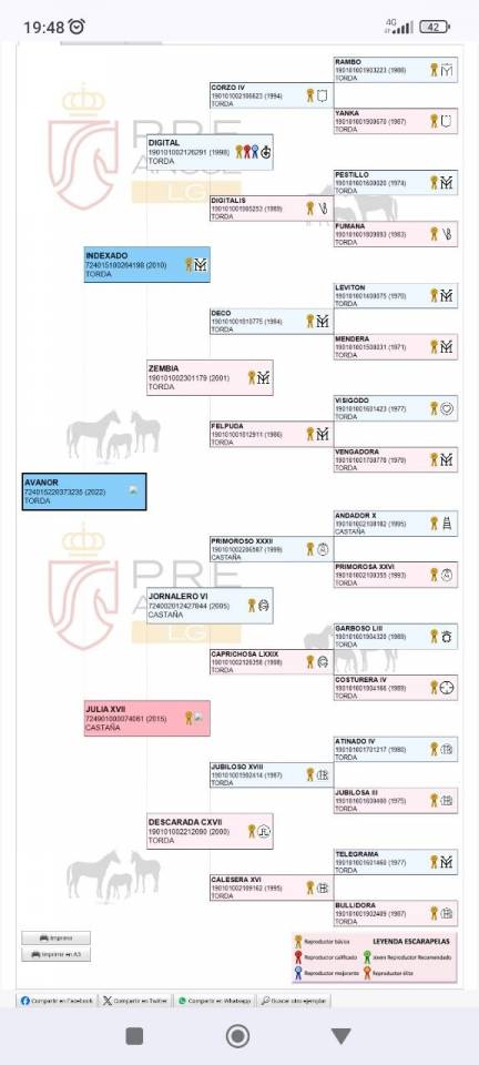 CABALLO ANDALUZ P.R.E DE MOVIMIENTOS ESPECTACULARES 