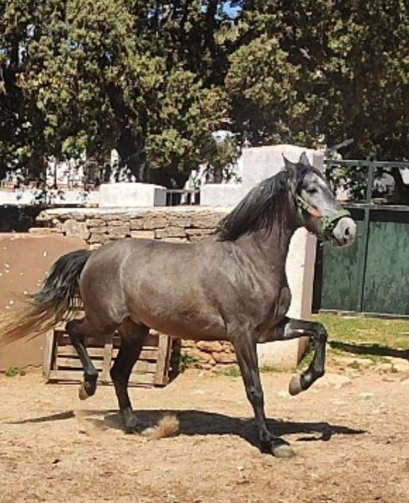 POTRO P.R.E DE MOVIMIENTOS ESPECTACULARES 