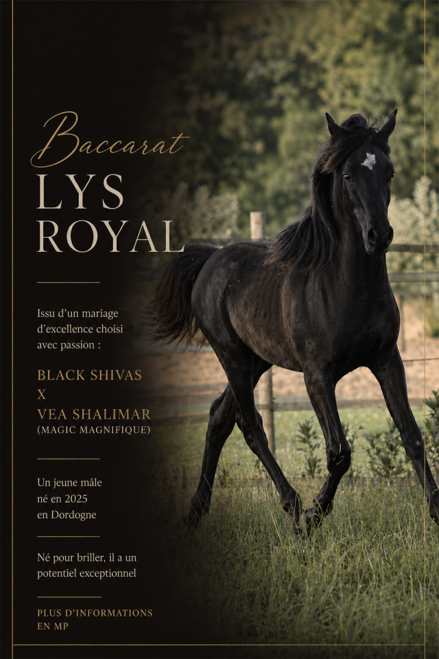Caballo entero Arabe En venta 2025 Negro por Black Shivas.