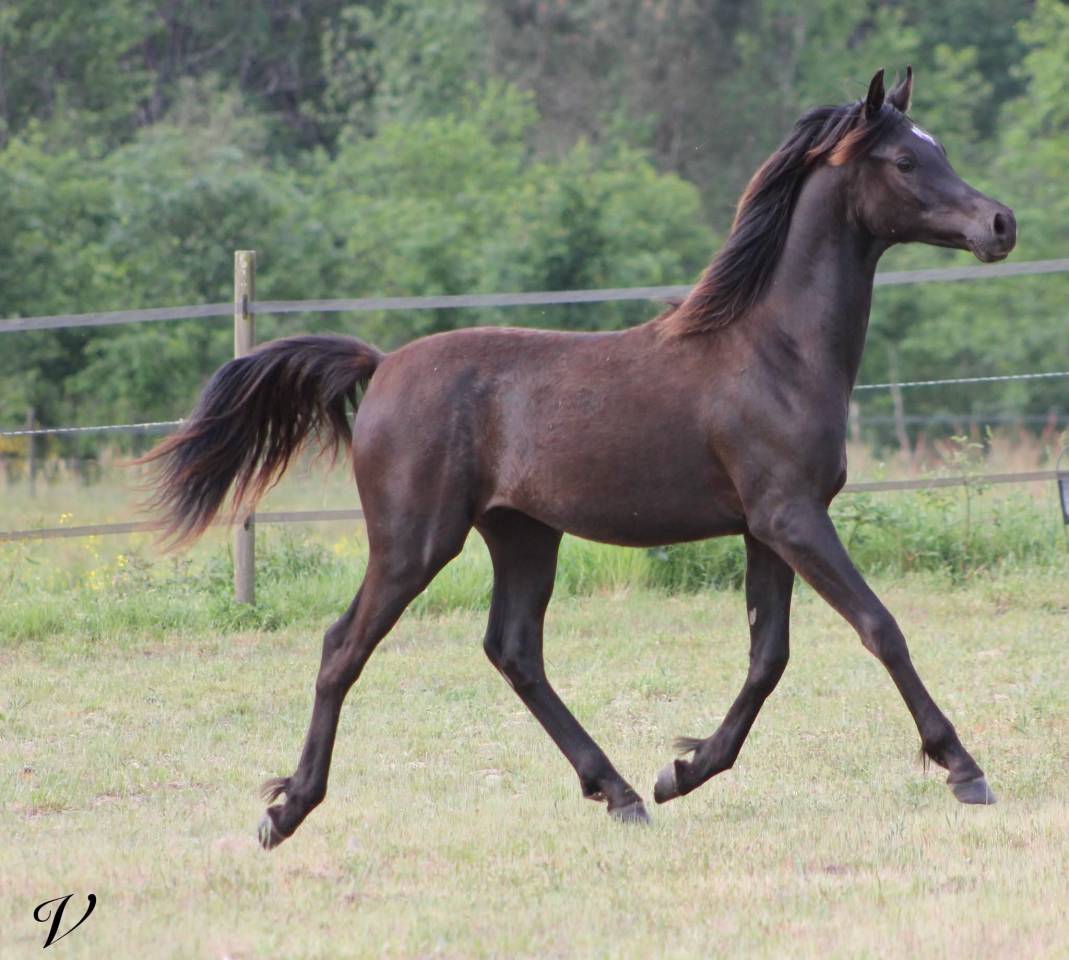Caballo entero Arabe En venta 2025 Negro por Black Shivas.