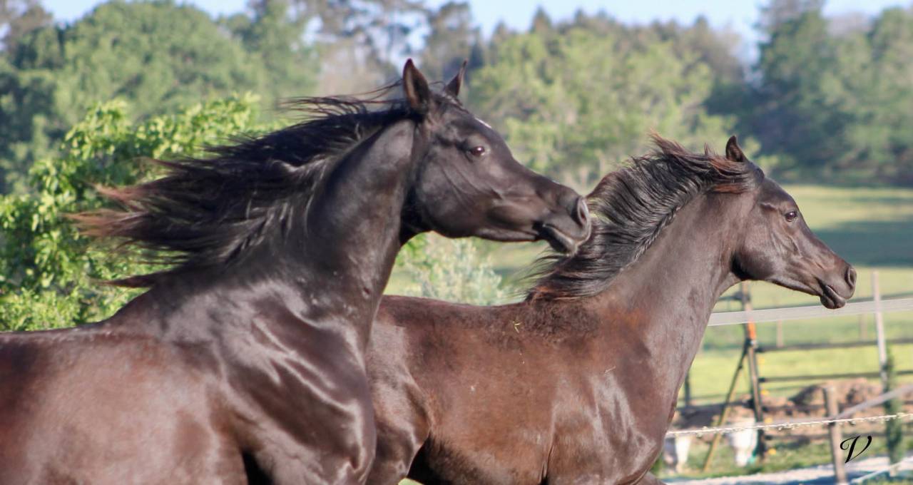 Caballo entero Arabe En venta 2025 Negro por Black Shivas.