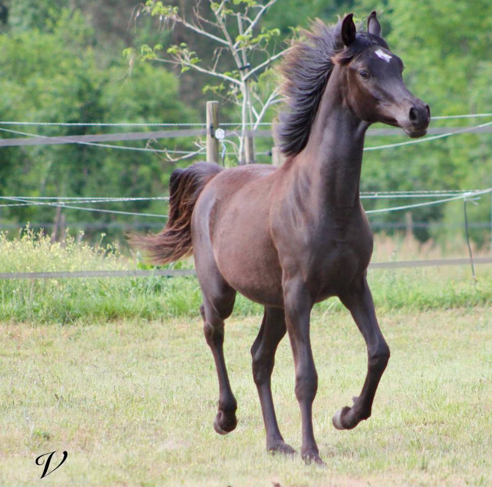 Caballo entero Arabe En venta 2025 Negro por Black Shivas.