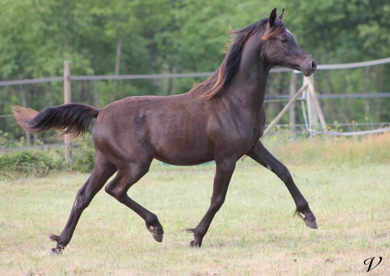 Caballo entero Arabe En venta 2025 Negro por Black Shivas.