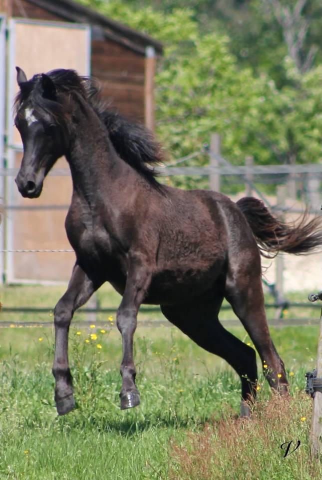 Caballo entero Arabe En venta 2025 Negro por Black Shivas.