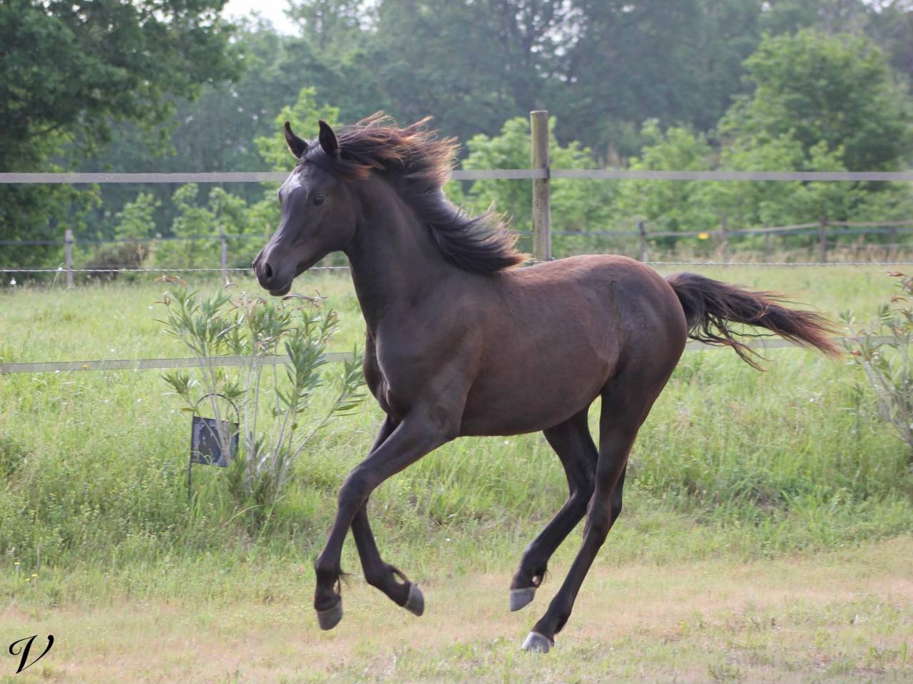 Caballo entero Arabe En venta 2025 Negro por Black Shivas.