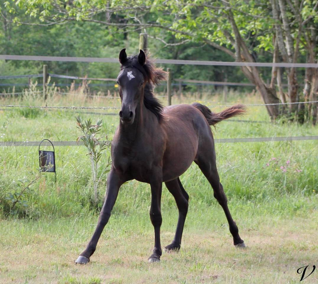 Caballo entero Arabe En venta 2025 Negro por Black Shivas.