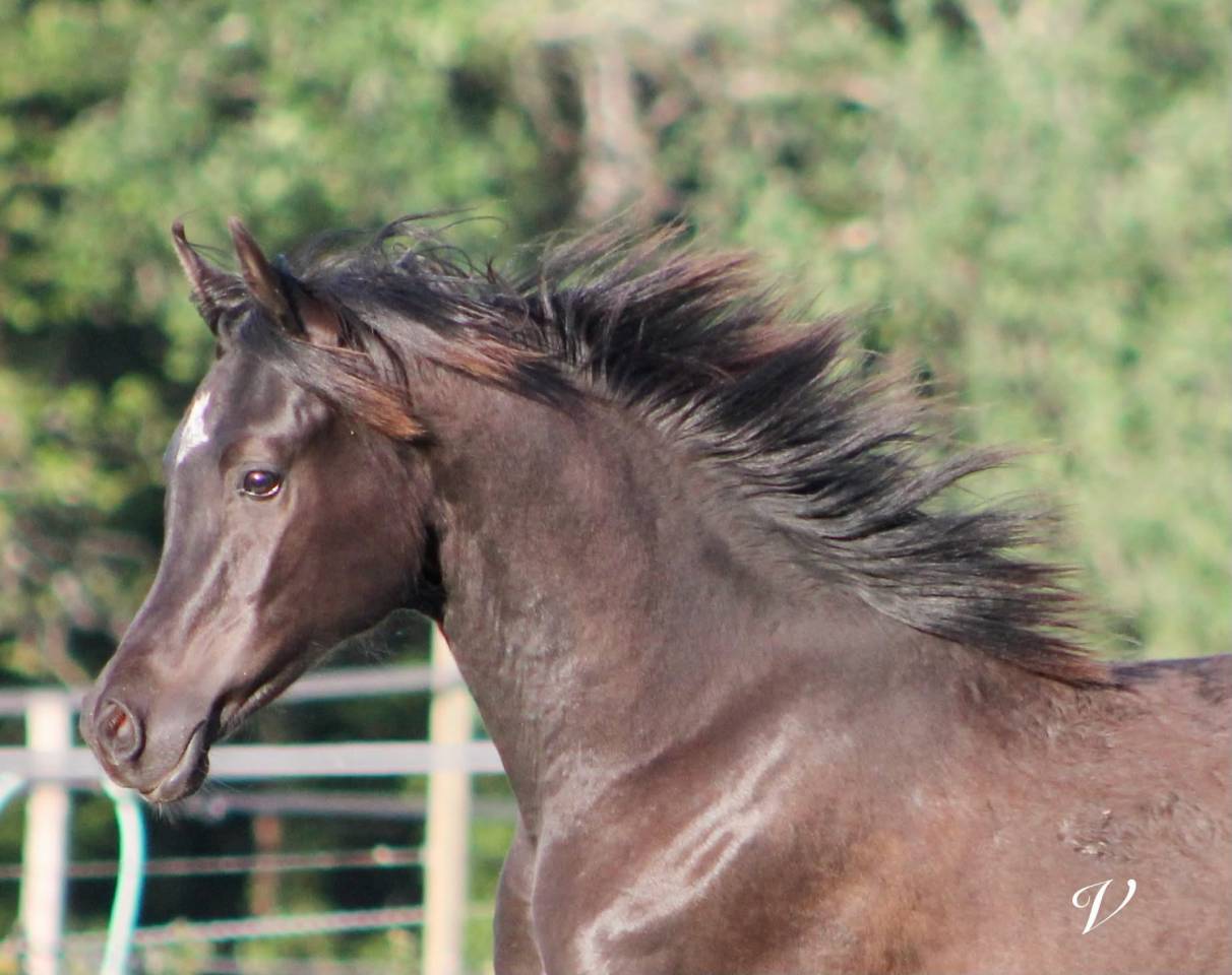 Caballo entero Arabe En venta 2025 Negro por Black Shivas.