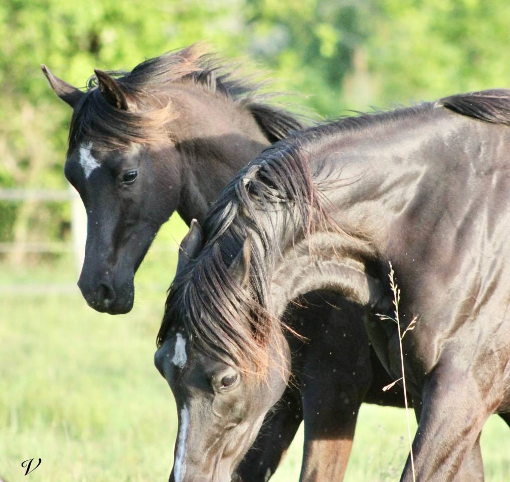 Caballo entero Arabe En venta 2025 Negro por Black Shivas.