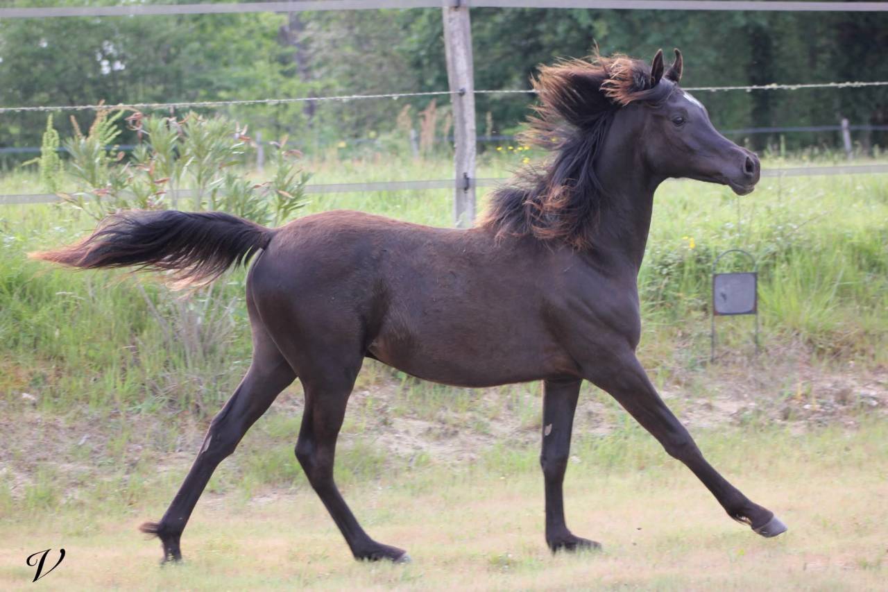 Caballo entero Arabe En venta 2025 Negro por Black Shivas.