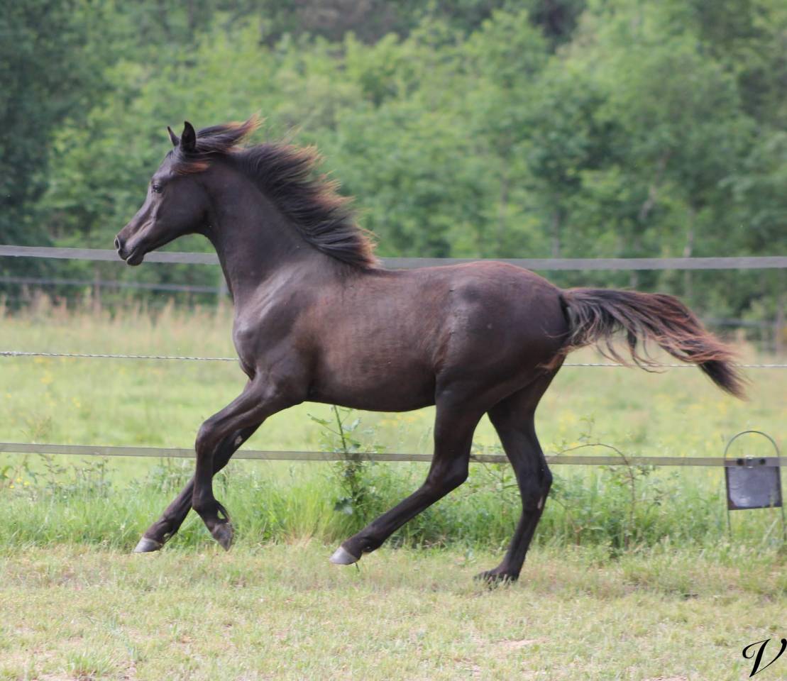 Caballo entero Arabe En venta 2025 Negro por Black Shivas.