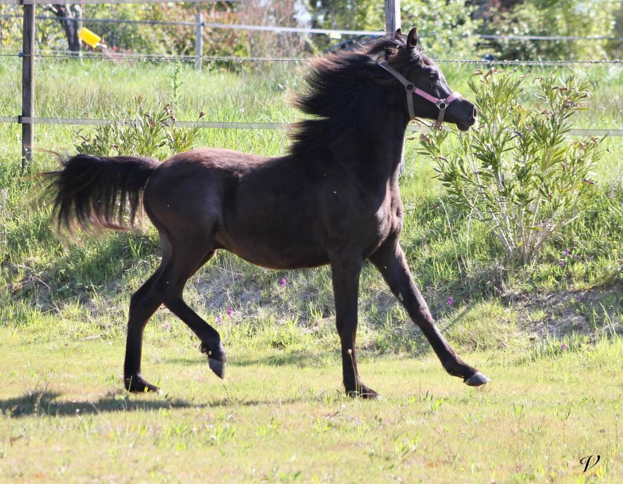 Caballo entero Arabe En venta 2025 Negro por Black Shivas.