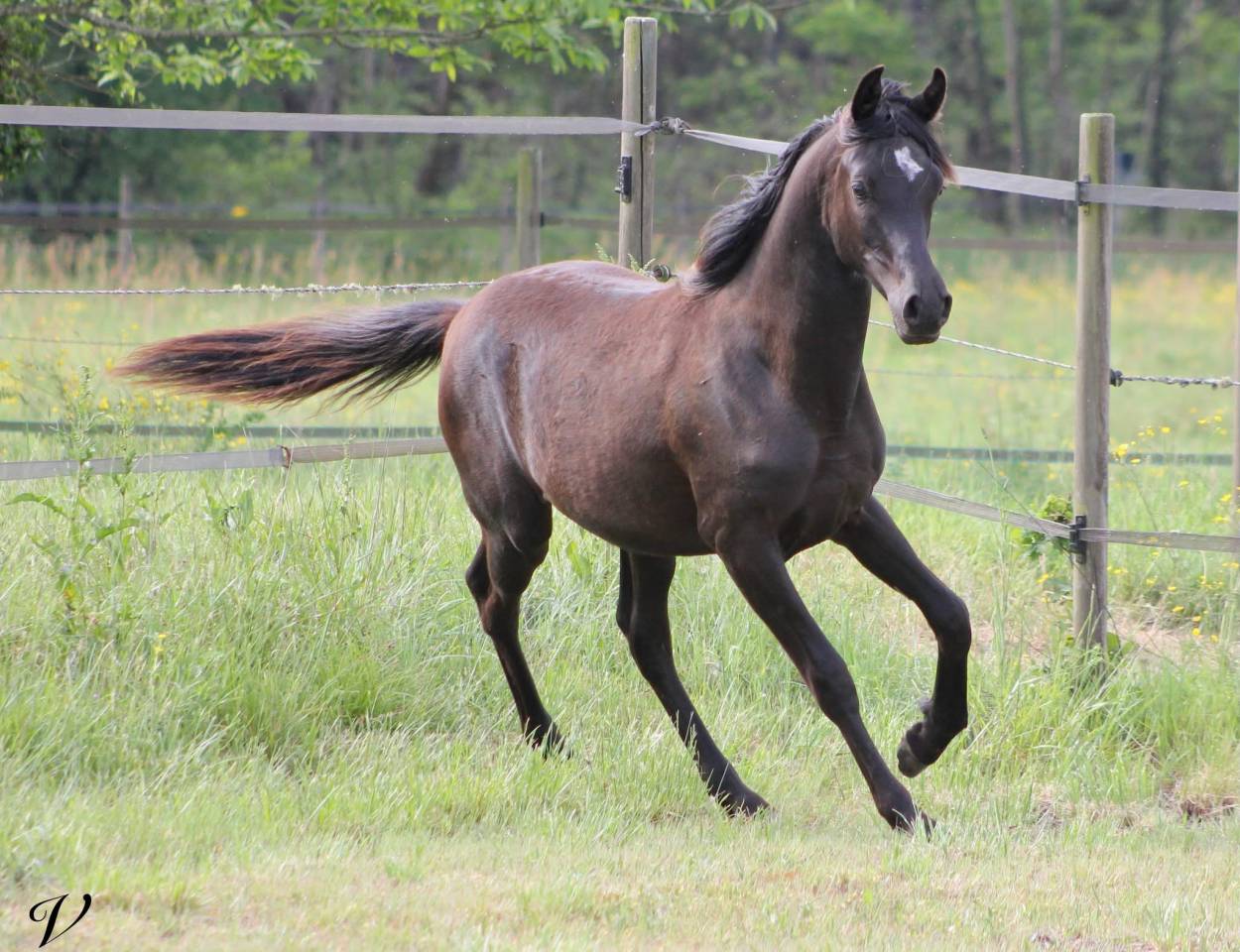 Caballo entero Arabe En venta 2025 Negro por Black Shivas.
