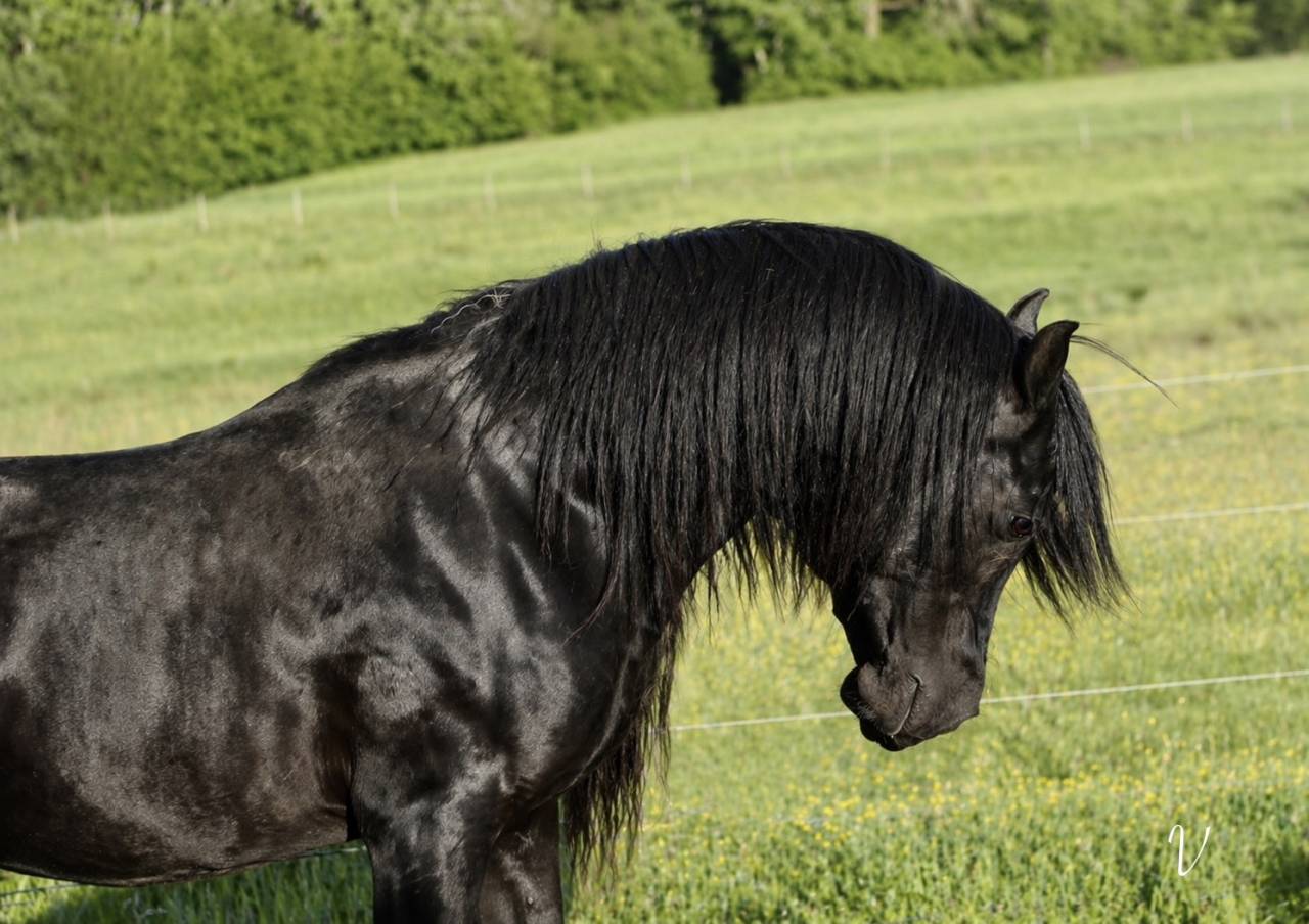 Caballo entero Arabe En venta 2025 Negro por Black Shivas.