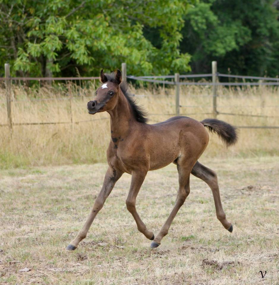 Caballo entero Arabe En venta 2025 Negro por Black Shivas.