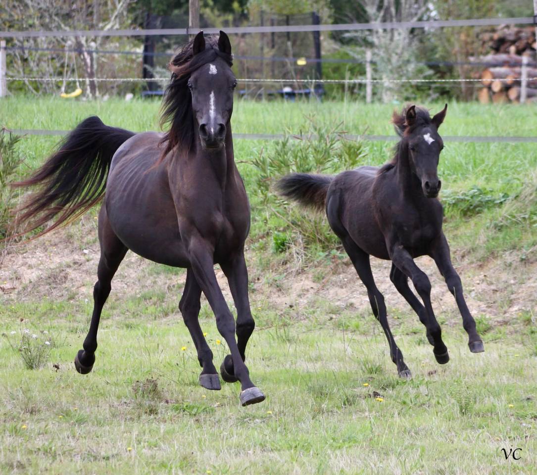 Caballo entero Arabe En venta 2025 Negro por Black Shivas.