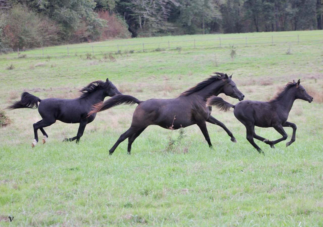 Caballo entero Arabe En venta 2025 Negro por Black Shivas.