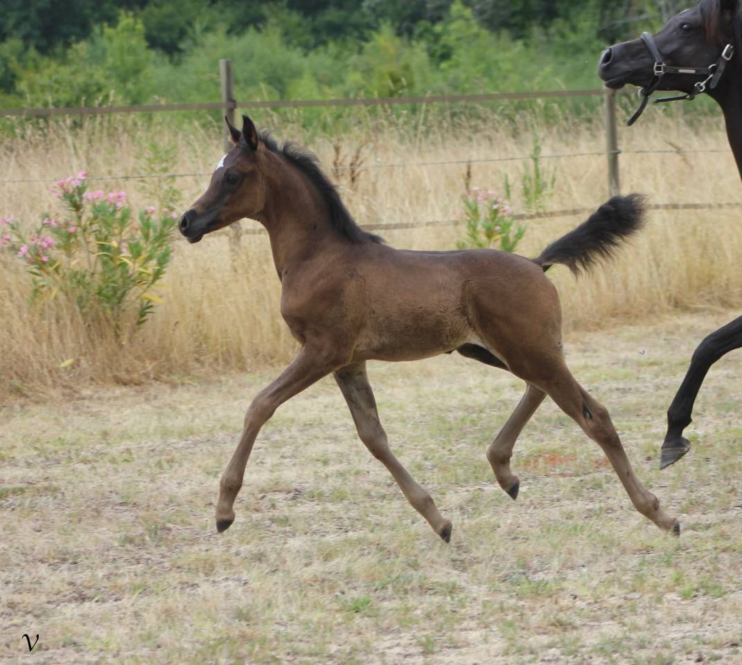 Caballo entero Arabe En venta 2025 Negro por Black Shivas.
