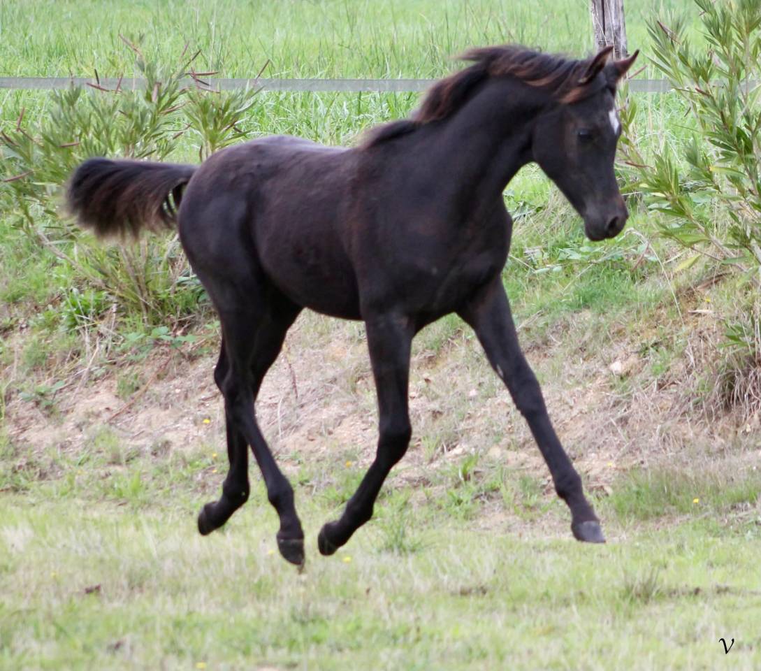 Caballo entero Arabe En venta 2025 Negro por Black Shivas.