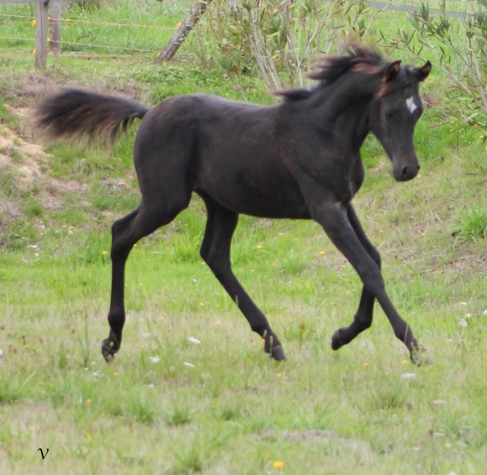Caballo entero Arabe En venta 2025 Negro por Black Shivas.