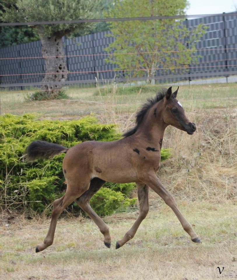 Caballo entero Arabe En venta 2025 Negro por Black Shivas.