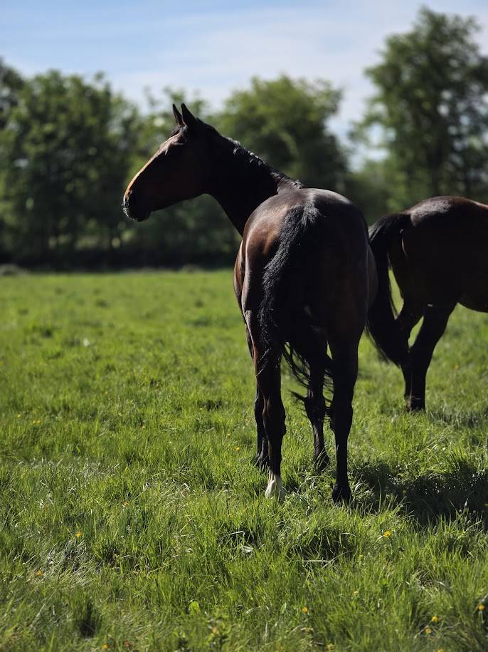 Yegua Silla Franc&eacute;s En venta 2008 Bayo moreno