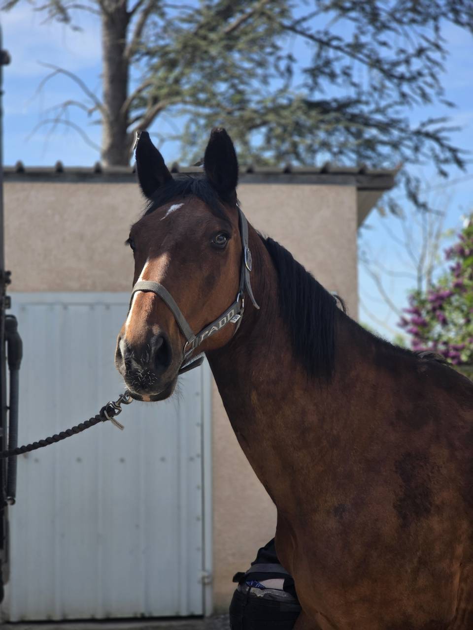 Yegua Silla Franc&eacute;s En venta 2008 Bayo moreno