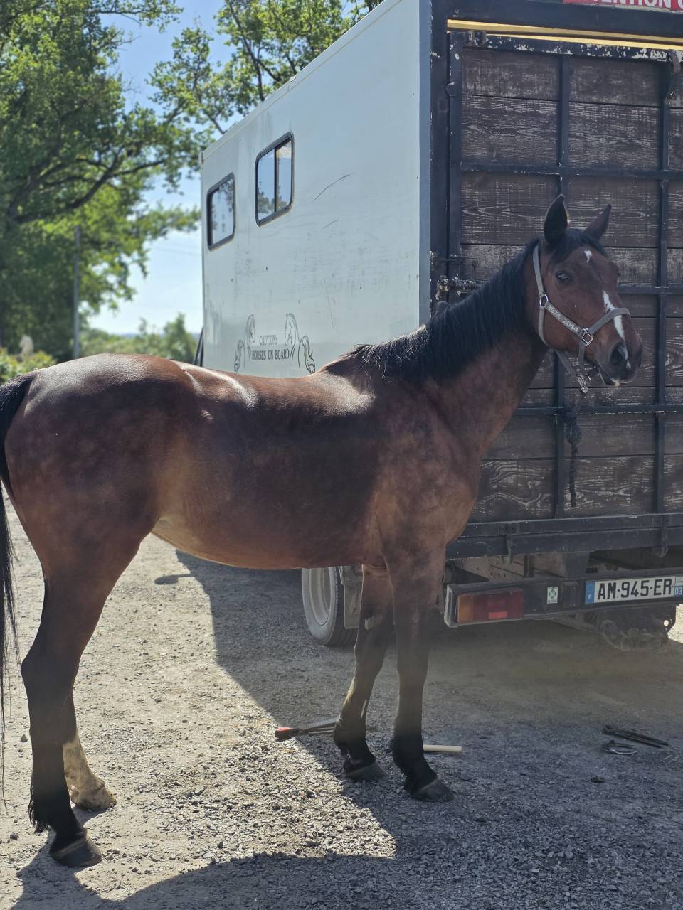 Yegua Silla Franc&eacute;s En venta 2008 Bayo moreno