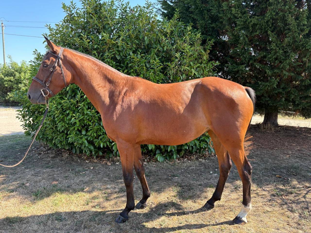 Yegua Silla Franc&eacute;s En venta 2021 Bayo